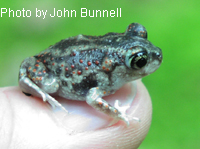Eastern Spadefoot Toad metamorph 